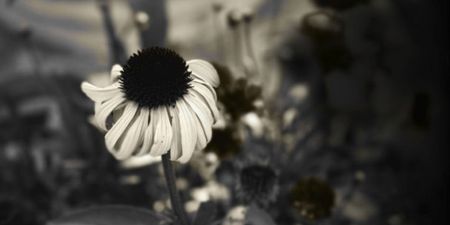 The health-giving benefits of echinacea