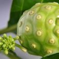 The health-giving benefits of noni
