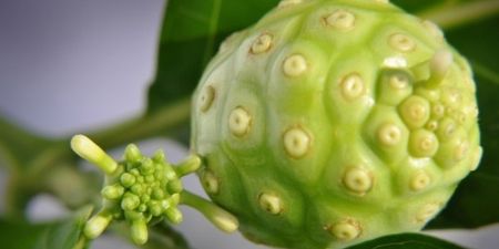 The health-giving benefits of noni
