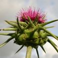 Magical health benefits of Milk Thistle