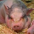 Pic: Headlines about drunken pigs do not get any better than this