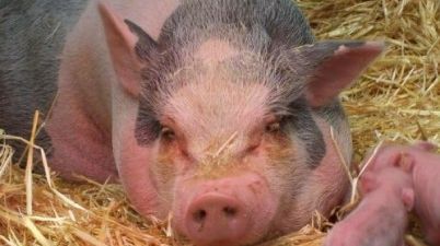 Pic: Headlines about drunken pigs do not get any better than this