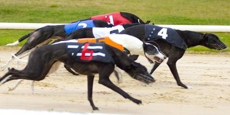 Greyhound racing: A few things you might not have known