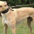 Greyhound welfare at the heart of new initiatives