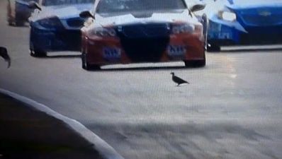 Video: BMW M3 driver finally ‘stopped the pigeon’