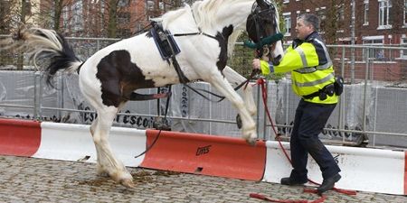 PIC: A horse with a “permanent erection” is causing trouble in this Irish town