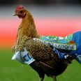 Video: Blackburn fans (and a chicken pitch invader) cry fowl after relegation