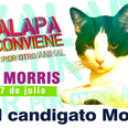 There’s a cat running for mayor in Mexico