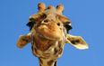 Giraffic Park – Giraffe chases tourists through safari park