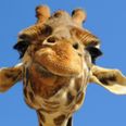 Vine: A funny giraffe telling a joke has won the Australian Vine Film Festival