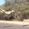 Video: Impala finds a unique way of escaping a cheetah