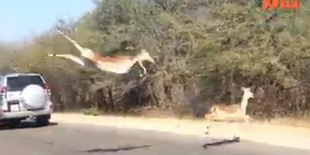 Video: Impala finds a unique way of escaping a cheetah