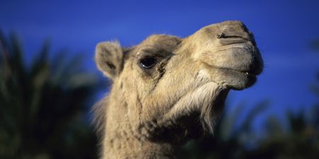 Pic: It’s so warm in Donegal there’s a camel on a beach…