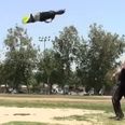 Video: Possibly the most ridiculously well trained dog you’ll see