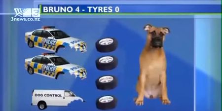 Video: New Zealand news report captures dog tyre-attack with simple graphic