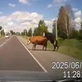 VIDEO: How’s (your father) Now Brown Cow – Dashcam captures the moment randy cows are hit by a car