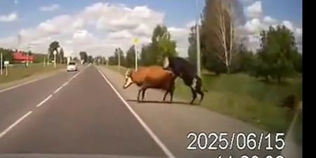 VIDEO: How’s (your father) Now Brown Cow – Dashcam captures the moment randy cows are hit by a car