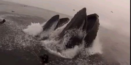 Video: Divers come perilously close to being eaten by massive humpback whales