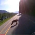 Video: If you ever wondered what it feels like to run into a bear at 140kph, wonder no more