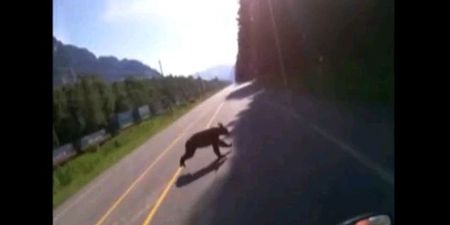 Video: If you ever wondered what it feels like to run into a bear at 140kph, wonder no more