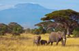 Booking a Honeymoon: A Kenyan beach and safari holiday
