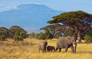 Booking a Honeymoon: A Kenyan beach and safari holiday