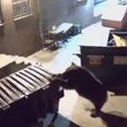 Bear steals entire food dumpster from the back of a restaurant