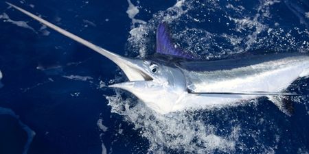 Video: Watch as a 158kg marlin almost impales two fishermen