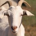 Police warned to stay clear of goat who ‘only respects one man’