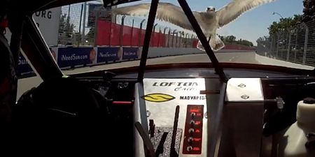 Video: Seagull flies into truck driver’s cab during race; driver calmly tosses him away and wins