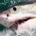 Pic: Deadliest catch? Fisherman climbs inside dead shark for photo