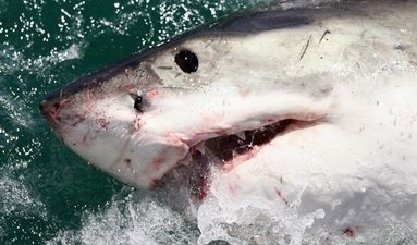 There might be a great white shark headed to Ireland
