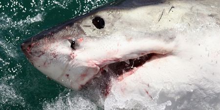 Pic: Deadliest catch? Fisherman climbs inside dead shark for photo