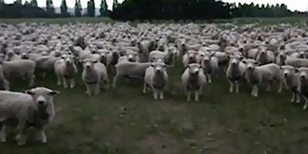 Video: This mass sheep protest from New Zealand is flocking brilliant