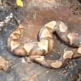 Video: Decapitated snake bites its own body
