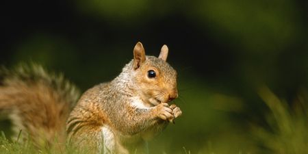 Pic: Cops are using a squirrel to track down €138,000 worth of stolen nuts