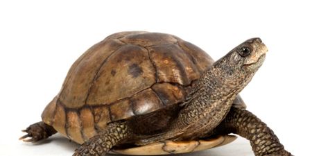 What the shell? Passenger stopped from boarding after dressing his turtle up as a burger