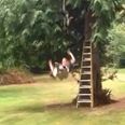 Video: Guy falls off zipline; roars out with hilarious cries of pain afterwards