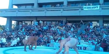 Video: 420-pound sumo wrestler gets body slammed by opponent