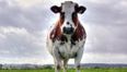 Pic: Pull the udder one; Mayo man goes on date with a cow