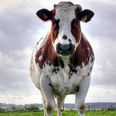 Fire in the hole! 90 Farting cows cause shed to explode in Germany