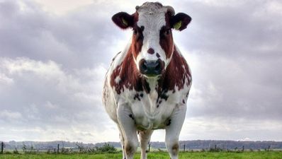 Pic: Pull the udder one; Mayo man goes on date with a cow