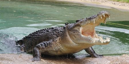 Video: Terrifying footage shows monster crocodile hunting down swimming tourist