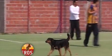 Didier Dog-ba: Pooch nods home to score a great goal