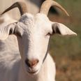 Pic: You’ve goat to be kidding? Goat sells for $3.6 million in Saudi Arabia