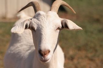 Pic: You’ve goat to be kidding? Goat sells for $3.6 million in Saudi Arabia
