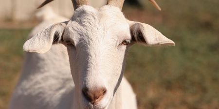 2013: The Year of the Goat – JOE brings you the Goat-highs and the Goat-lows from the year that was…