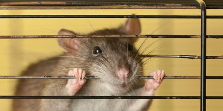 Dutch police to use crime-fighting sniffer rats