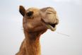 Pic: Humps ahead; camel on the loose in Finglas