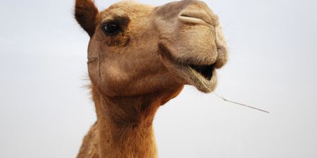 Pic: Humps ahead; camel on the loose in Finglas
